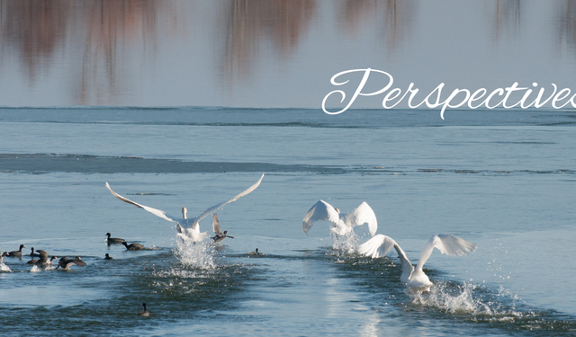 Perspectives header (8)