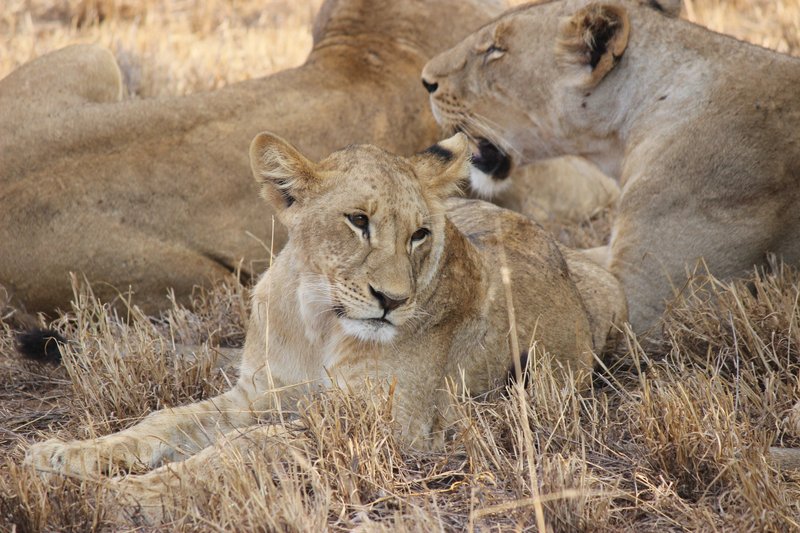 Kenya trips lions