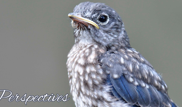 Perspectives header (5)