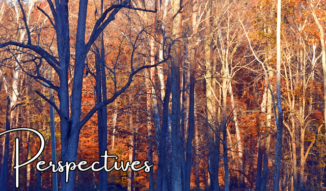 Perspectives header